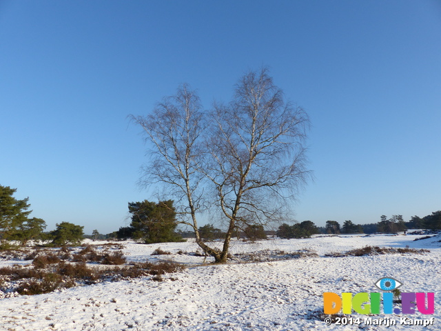 FZ011080 Snow in Soesterduinen